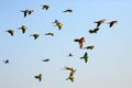 Parrots flying in the sky. Royalty Free Stock Photo