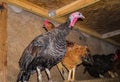 A colorful live turkey with chicken in a stable on the perch Royalty Free Stock Photo