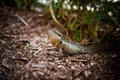 Colorful lizard Royalty Free Stock Photo