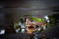 Colorful lizard Royalty Free Stock Photo