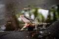 Colorful lizard Royalty Free Stock Photo