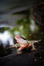 Colorful lizard Royalty Free Stock Photo