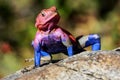 A colorful lizard in the African savannah. Serengeti National Park. Africa. Royalty Free Stock Photo