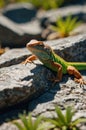 Chinese Water Dragon basking on a rock in the sun looking attentively in natural habitat Royalty Free Stock Photo