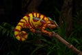 Colorful lizard beautiful Panther chameleon in madagascar Royalty Free Stock Photo