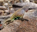 Colorful Lizard Chihuahuan Big Bend