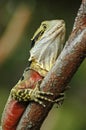 Colorful lizard close-up Royalty Free Stock Photo