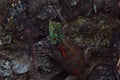Colorful lizard, Kenyan rock agama Agama lionotus in Mombasa, Kenya