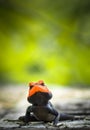 lizard know as South Indian Rock Agama looking front .copy space Royalty Free Stock Photo