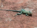 Colorful Lizard on a pink rock