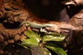 Colorful lizard at reptile museum Royalty Free Stock Photo