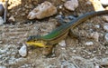 Colorful lizard resting in the shade Royalty Free Stock Photo