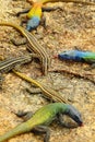 Colorful lizards at Matopos NP Royalty Free Stock Photo