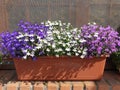 Colorful lobelia erinus flowers Royalty Free Stock Photo