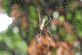 Colorful long legs spider on his trap Royalty Free Stock Photo