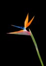 Bird of paradise flower closeup black background Royalty Free Stock Photo