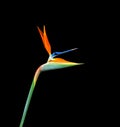 Colorful long stem Bird of paradise flower Royalty Free Stock Photo