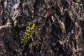 Colorful longhorn beetle Saperda scalaris on an Aspen bark in boreal forest of Estonia