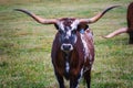 A longhorn bull in a pasture.