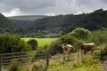 Longhorn cattle rare breed in Pembrokeshire