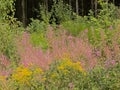 Colorful loosestrife and wood ragwort flowers in the forest