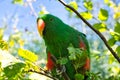 a colorful lori in the branches. loris are a species of parrot