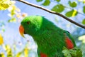 a colorful lori in the branches. loris are a species of parrot