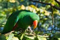 a colorful lori in the branches. loris are a species of parrot Royalty Free Stock Photo