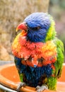 Colorful lori parrot bird close up in Spain