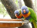 Colorful lori parrot bird close up in Spain