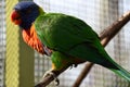 A Colorful Loriini Parrot Royalty Free Stock Photo