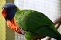 A Colorful Loriini Parrot Royalty Free Stock Photo