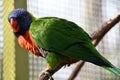 A Colorful Loriini Parrot Royalty Free Stock Photo