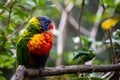 Colorful loriini parrot perched on a green tree branch Royalty Free Stock Photo