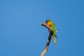 Colorful Loriini parrot standing on a tree branch against a clear cloudless sky Royalty Free Stock Photo