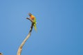 Colorful Loriini parrot standing on a tree branch against a clear cloudless sky Royalty Free Stock Photo