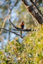 Colorful Loriini parrot standing on a tree branch on a sunny day Royalty Free Stock Photo