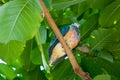 Colorful lorikeet