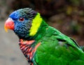 Colorful Lorikeet Bird Royalty Free Stock Photo