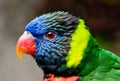 Colorful Lorikeet bird Royalty Free Stock Photo