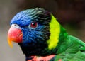 Colorful lorikeet bird Royalty Free Stock Photo