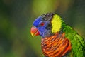 Colorful Lorikeet Bird Closeup