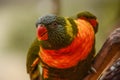 Colorful Lorikeet Bird Posing for the Camera Royalty Free Stock Photo