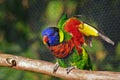 Colorful Lorikeet Bird Raising Wings