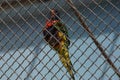 Colorful lorikeet in an iron cage