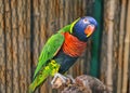 Colorful Lorikeet parrot.
