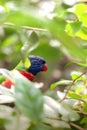 Colorful lorikeet, sitting on a branch