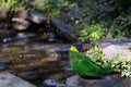 Colorful Lorikeet