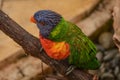 Colorful Lorikeets Perched on a Branch Royalty Free Stock Photo