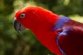 Colorful Lory- parrot Royalty Free Stock Photo
